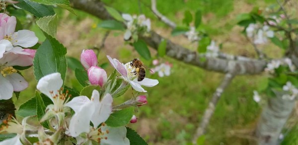 Cidre mill&eacute;sime 2016 en rayon