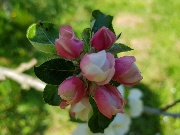 Nouvelle m&eacute;daille d'Argent