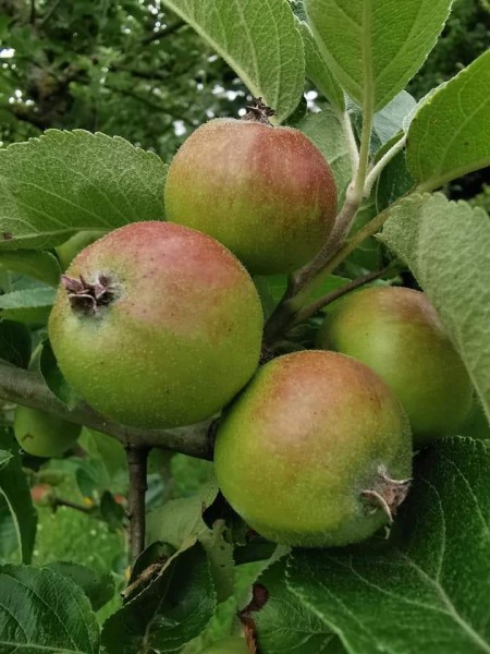 Les pommes profitent du soleil