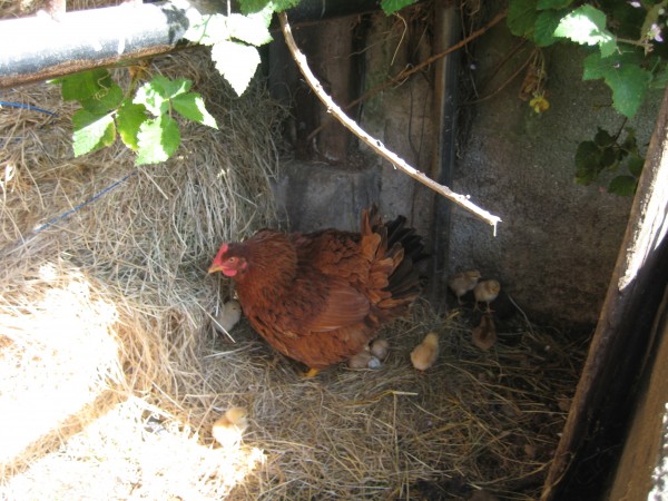 C'est l'Or d'agrandir le palmar&egrave;s!