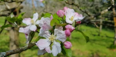 fb-img-1498600034878__